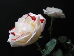 rosa bianca macchiata di sangue-le tazzine di yoko